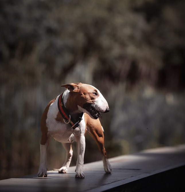 Small dog receiving treat in clicker training