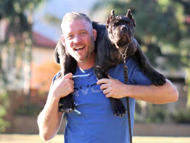 Chris of Evolve Canine Academy carrying a trained Cane Corso during a Southern California training session