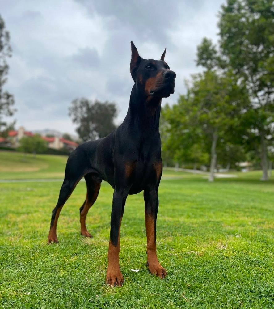 Doberman Pinscher standing alert during outdoor training in Southern California