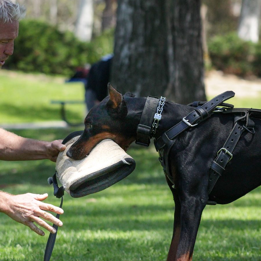 Evolve Canine Academy dog and handler training outdoors — photo 107