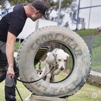 Client dog outdoors during Evolve Canine Academy training — photo 22