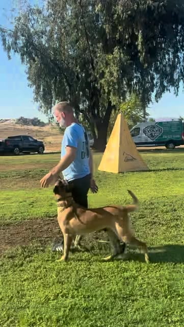 Training reel: dog and text — posted July 27, 2026 — Evolve Canine Academy on Instagram
