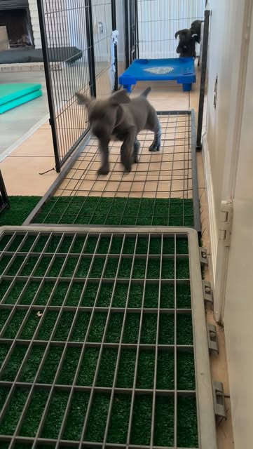 Training reel: mastiff, rabbit hutch, playpen and text — posted July 23, 2026 — Evolve Canine Academy on Instagram