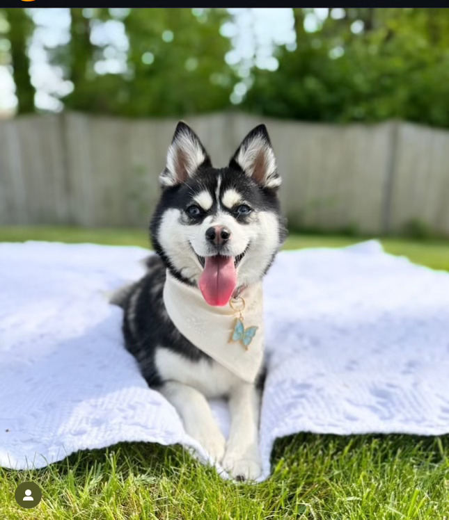 Outdoor dog training session with Evolve Canine Academy