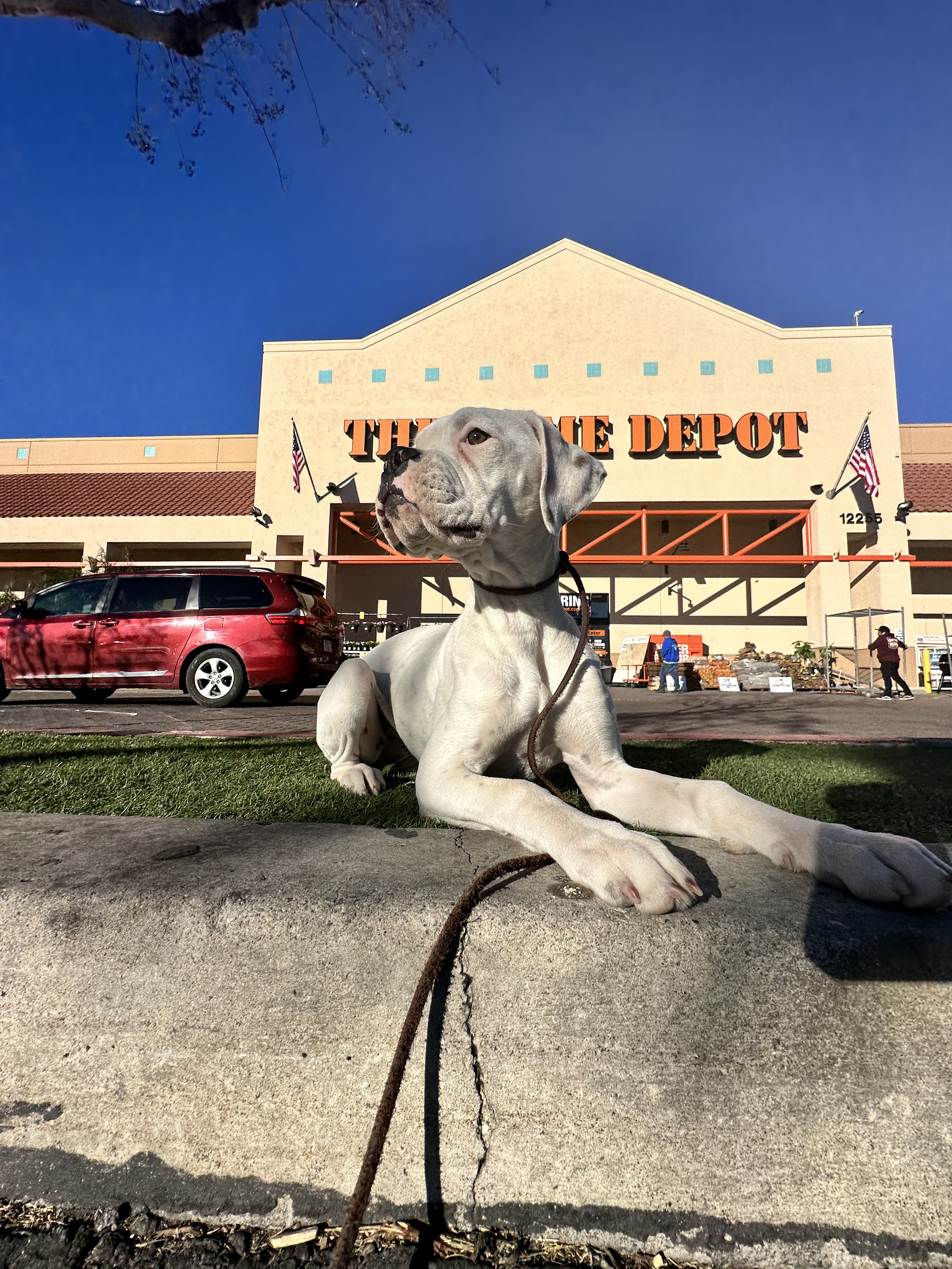Evolve Canine Academy training video preview
