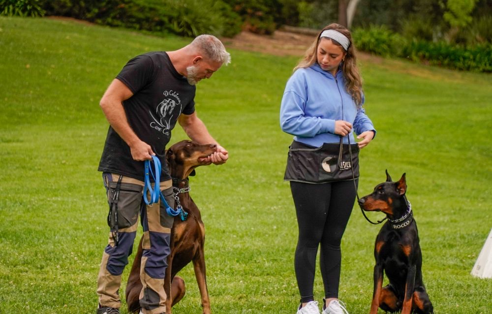 Private lesson with two Dobermans and handlers outdoors