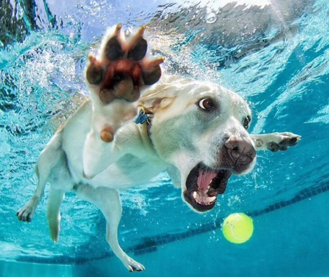 Dog swimming during swim lessons